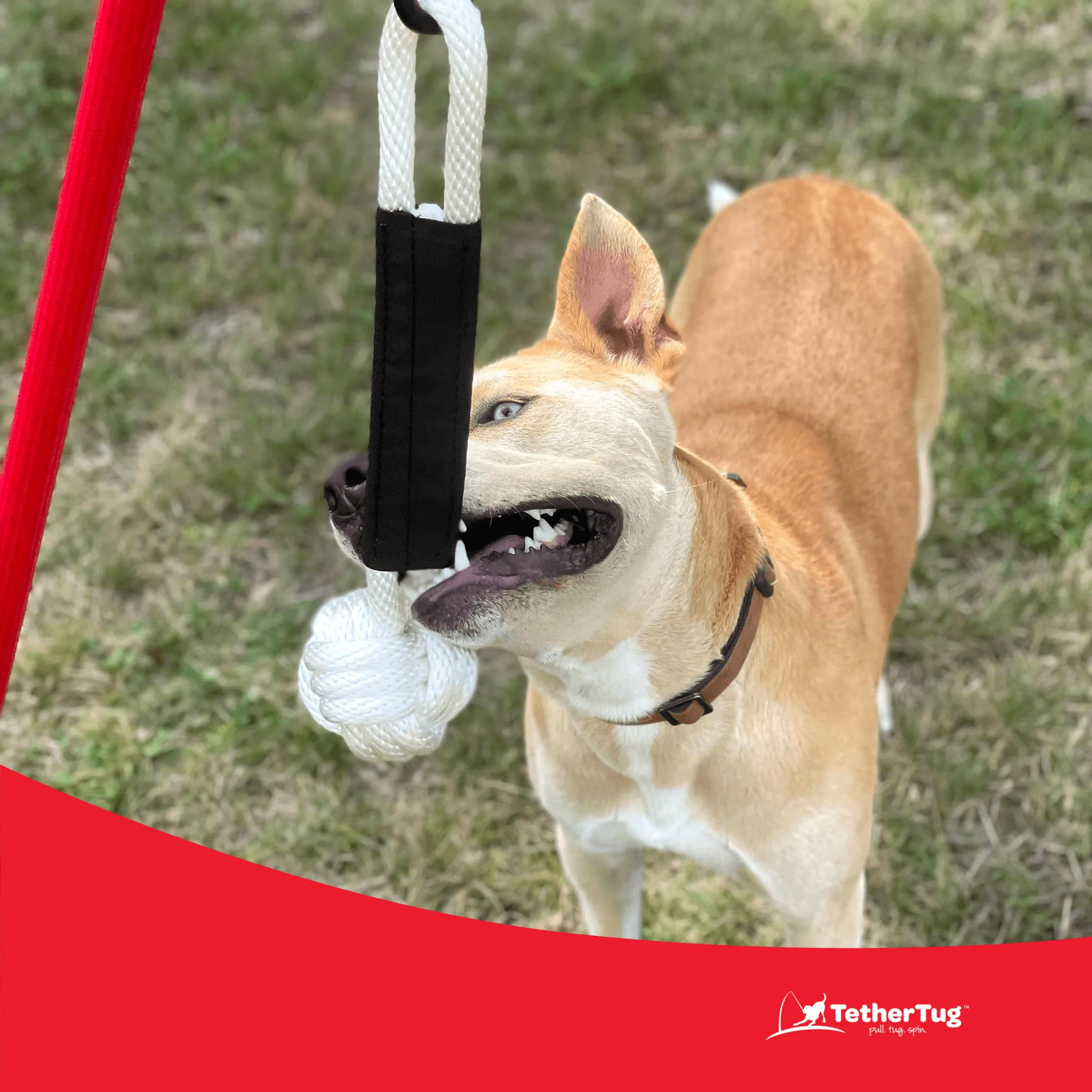 BIG Outdoor Tether Tug Kit for Dogs 70 lbs or More