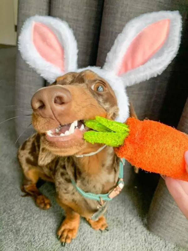 Dental Carrot Toy - Loofah