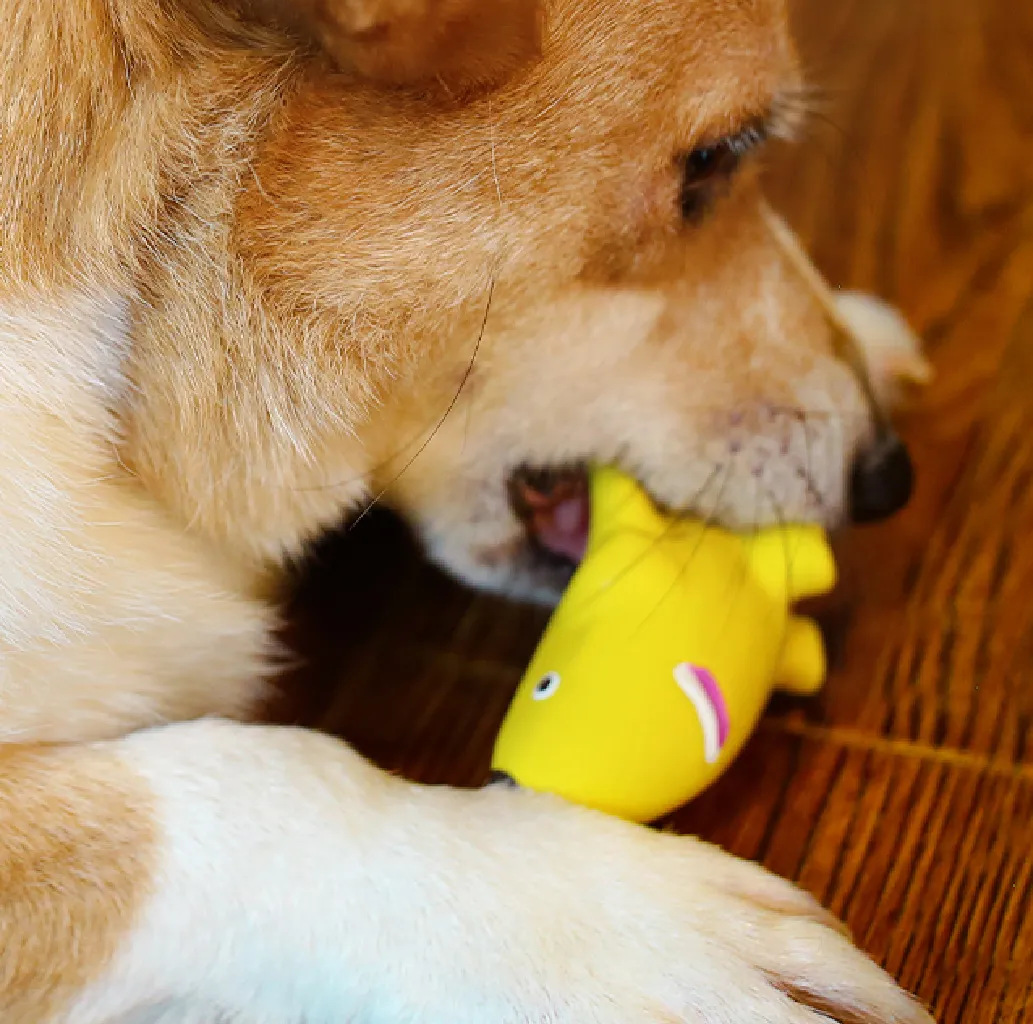 Dog in the banana rubber dog toy