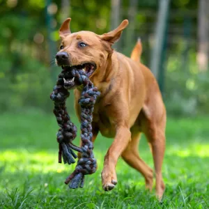 Dog Toy, Knotted Rope Pulls