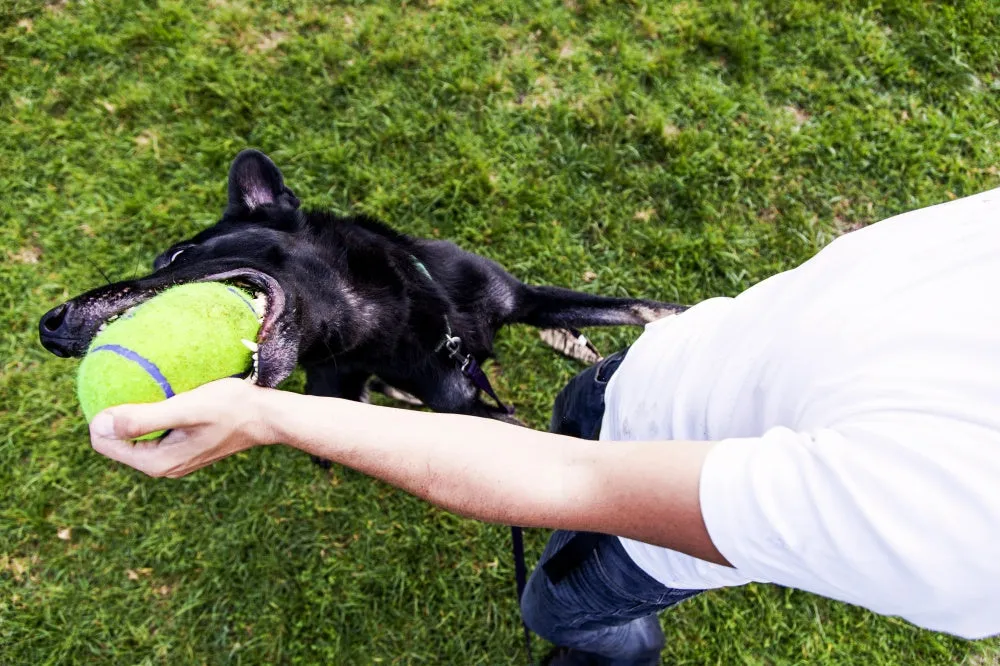 KONG AirDog Squeaker Football Dog Toy