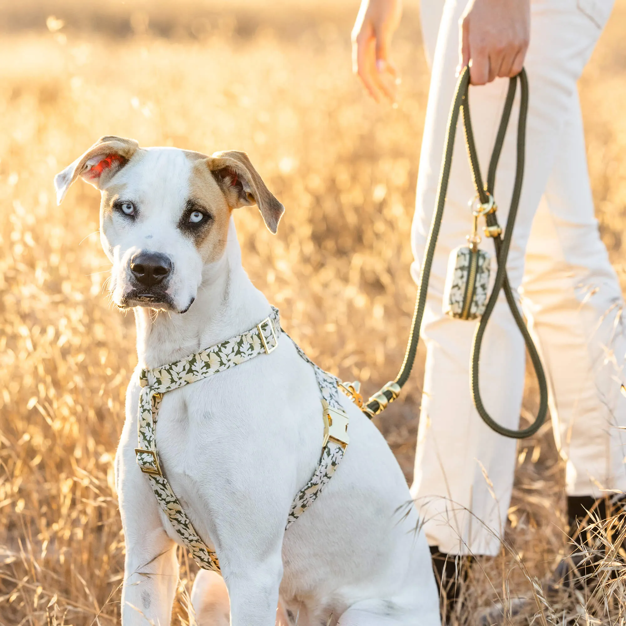 Olive Marine Rope Dog Leash