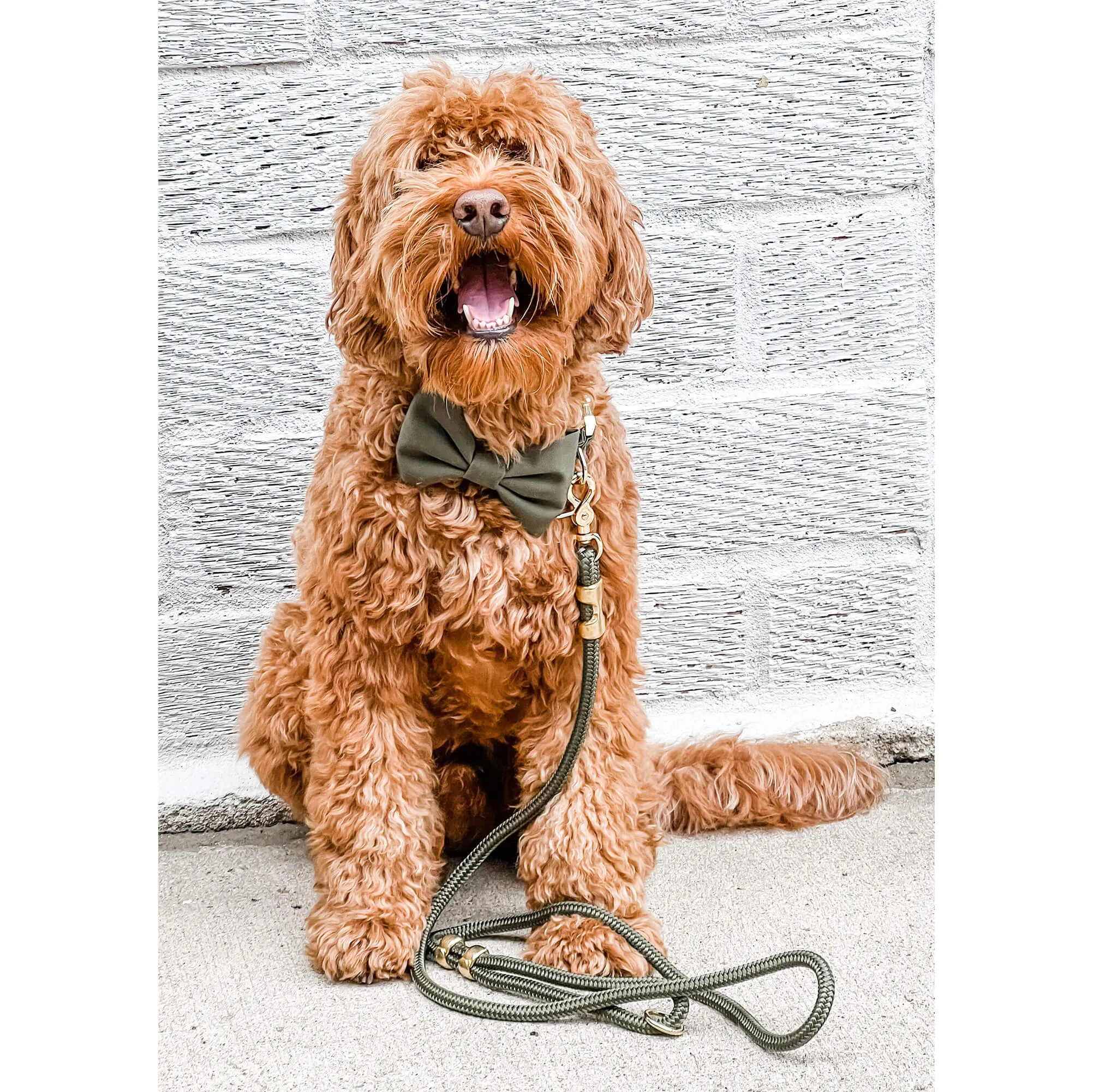 Olive Marine Rope Dog Leash