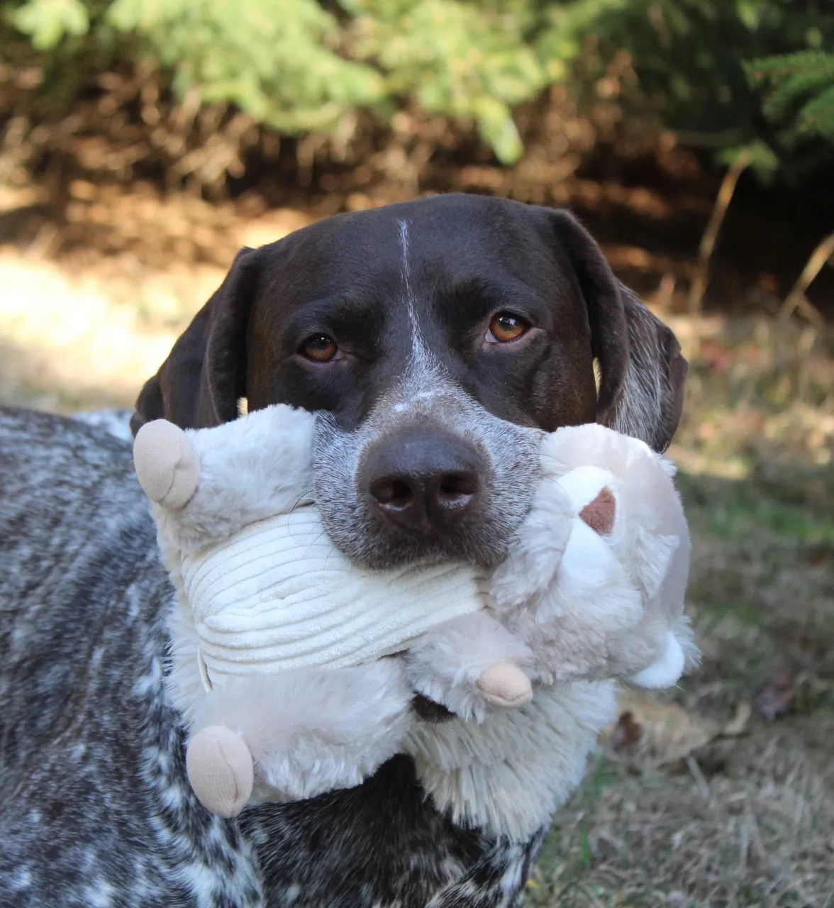 Squeaky Plush Dog Toy: Animated Squirrel