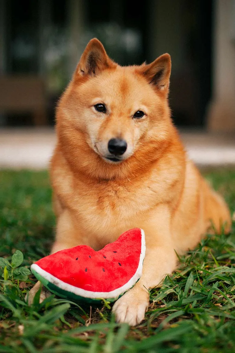 Tropical Paradise Squeaky Plush Dog toys, Wagging Watermelon