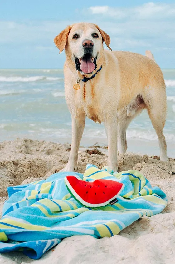 Tropical Paradise Squeaky Plush Dog toys, Wagging Watermelon