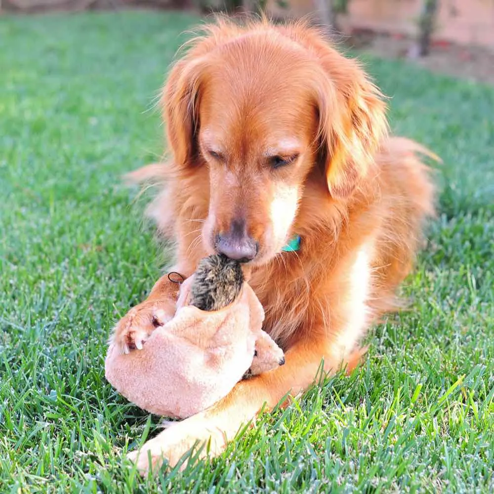 ZippyPaws Burrow Hedgehog Den Dog Toy